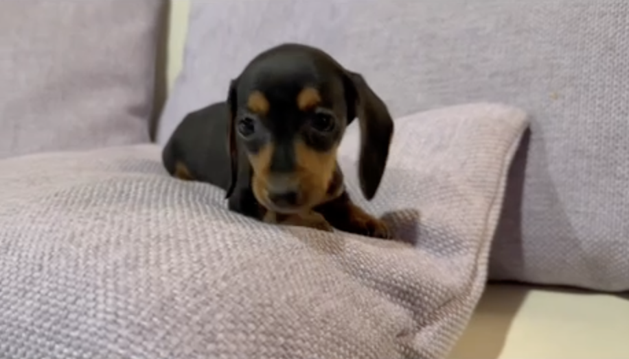 Screenshot 2026-02-09 alle 13.10.31