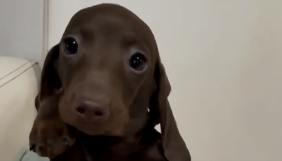 Screenshot 2026-02-09 alle 13.15.03