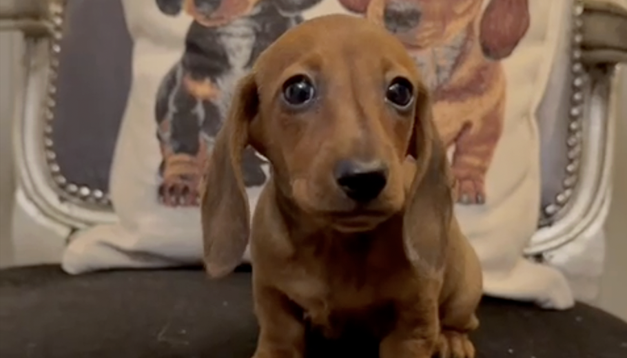 Screenshot 2026-02-09 alle 13.17.17